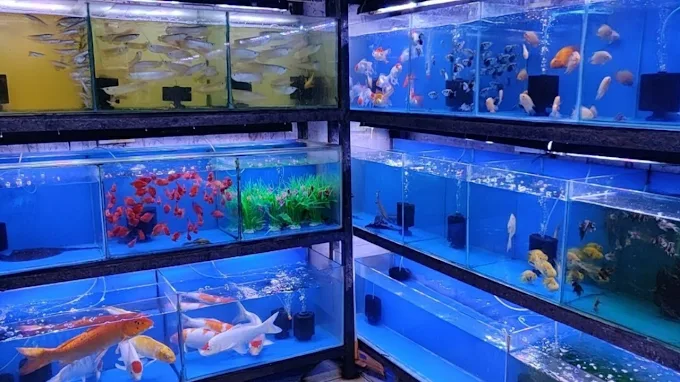 al reem aquarium ajman arab1