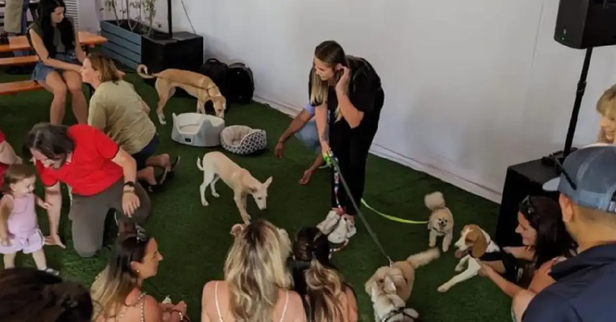 Also Explore: Vets24 Pet Store in Ras Al Khaimah and Fujairah